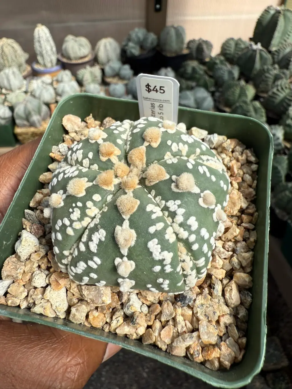 Astrophytum asterias cv. Superkabuto 5 Rib - Image 4