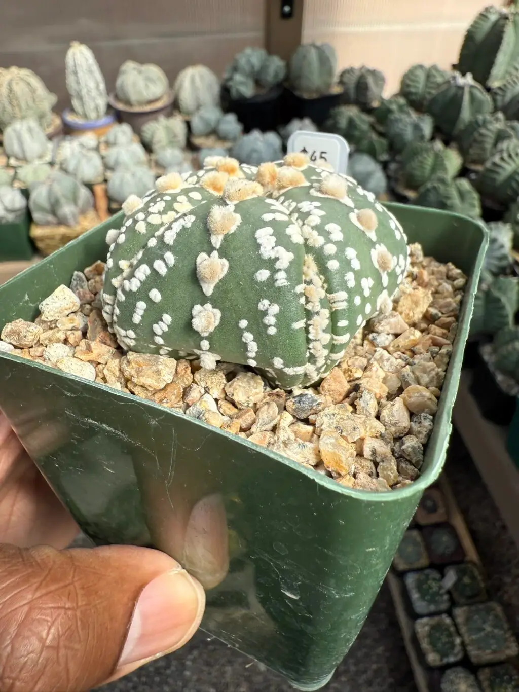 Astrophytum asterias cv. Superkabuto 5 Rib - Image 3