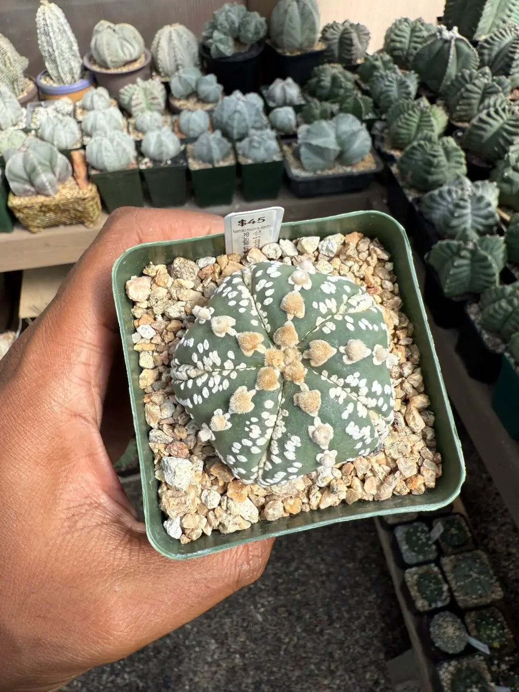 Astrophytum asterias cv. Superkabuto 5 Rib