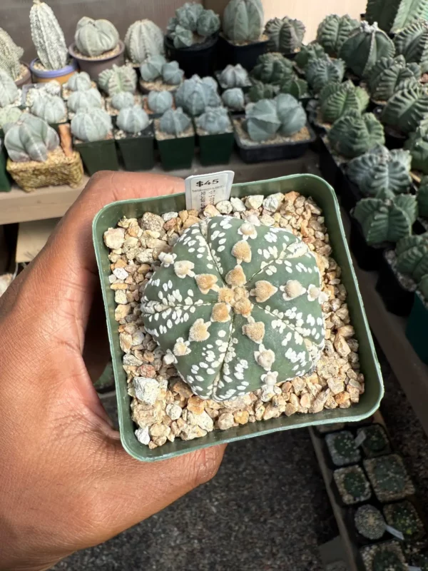 Astrophytum asterias cv. Superkabuto 5 Rib