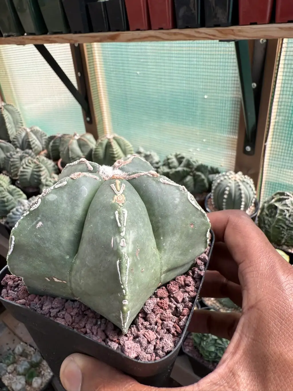 Astrophytum myriostigma cv. Hakujo - Image 2