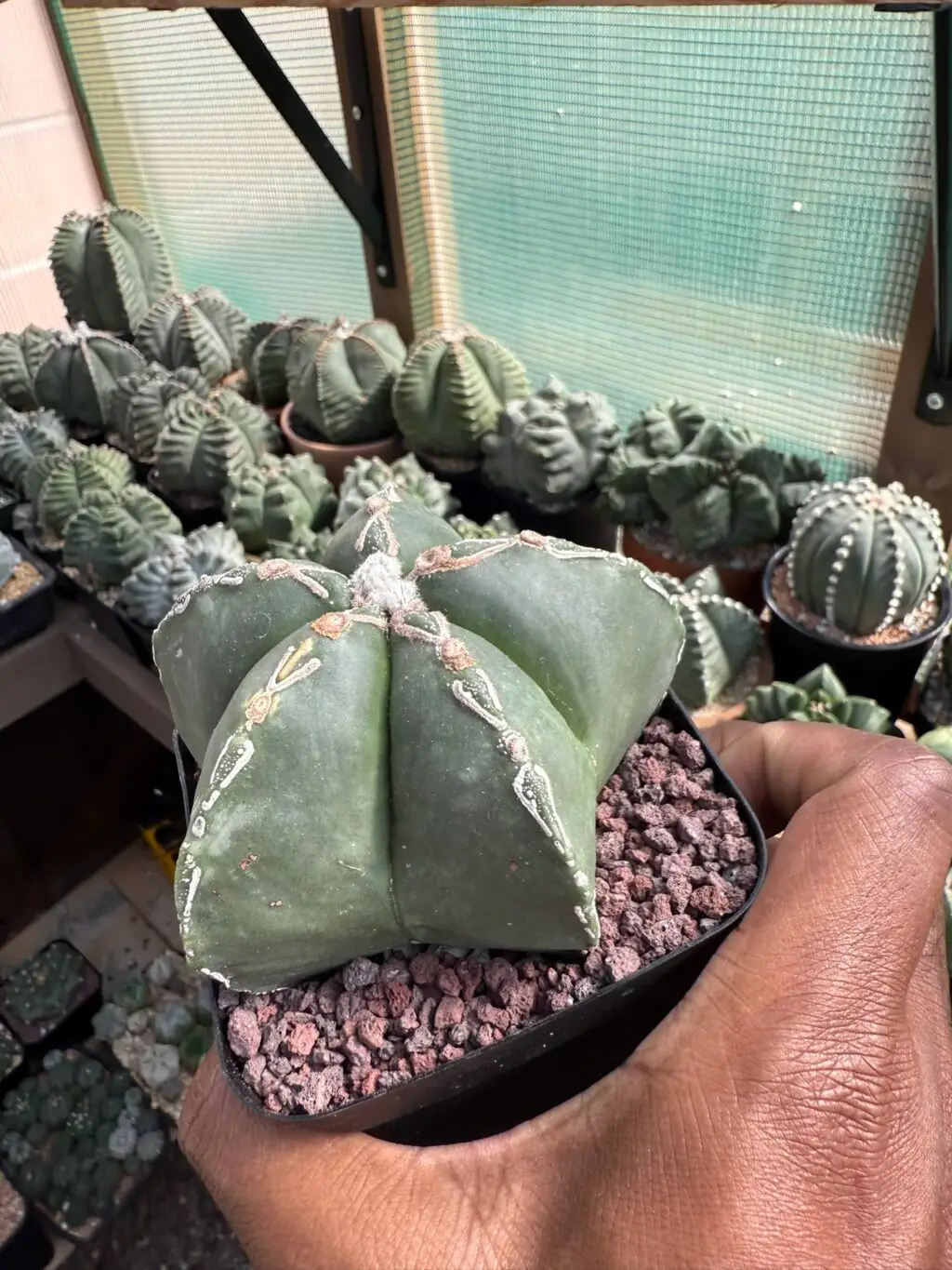 Astrophytum myriostigma cv. Hakujo - Image 4