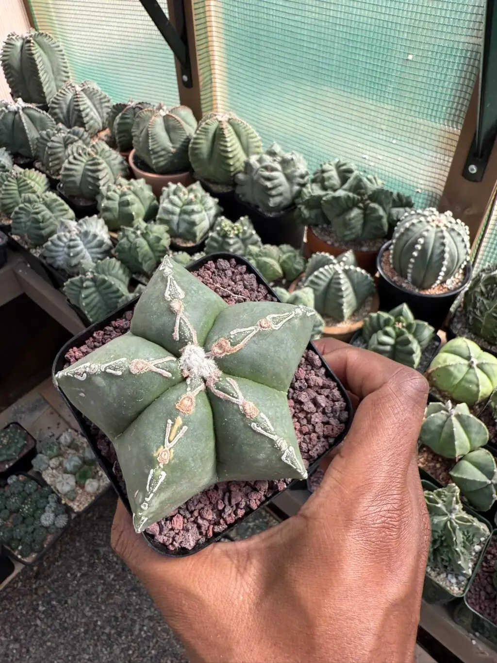 Astrophytum myriostigma cv. Hakujo