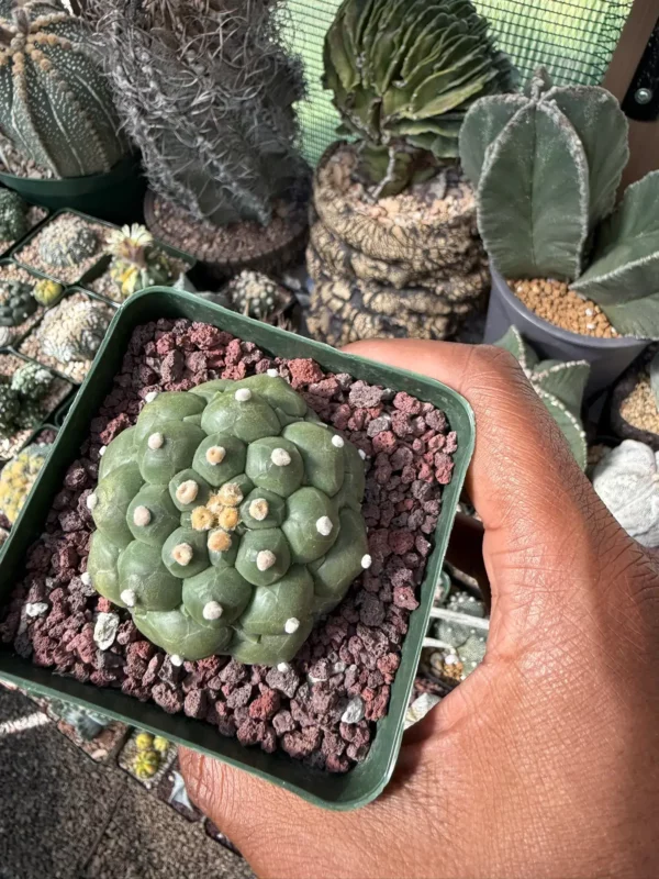 Astrophytum asterias cv. Kikko