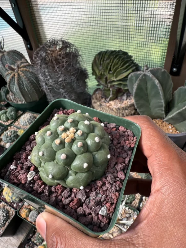 Astrophytum asterias cv. Kikko - Image 3