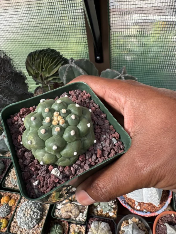 Astrophytum asterias cv. Kikko - Image 2