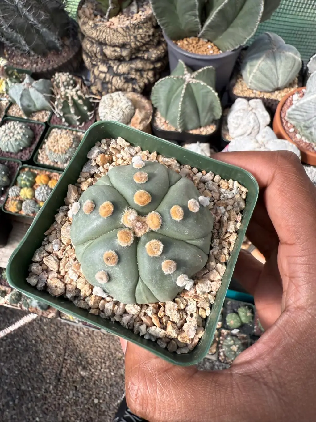 Astrophytum asterias cv. Fukuryu Ooibo