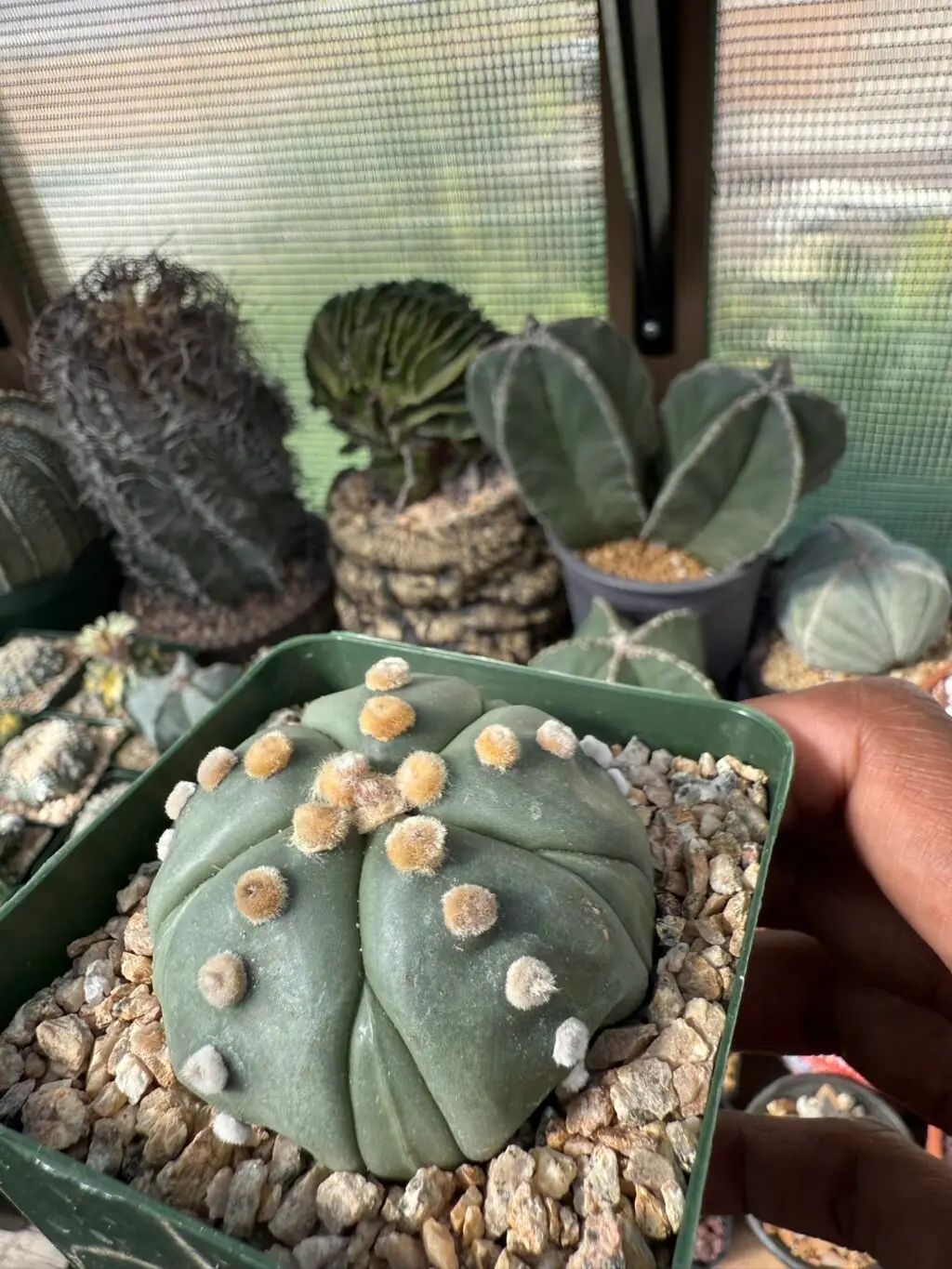 Astrophytum asterias cv. Fukuryu Ooibo - Image 2