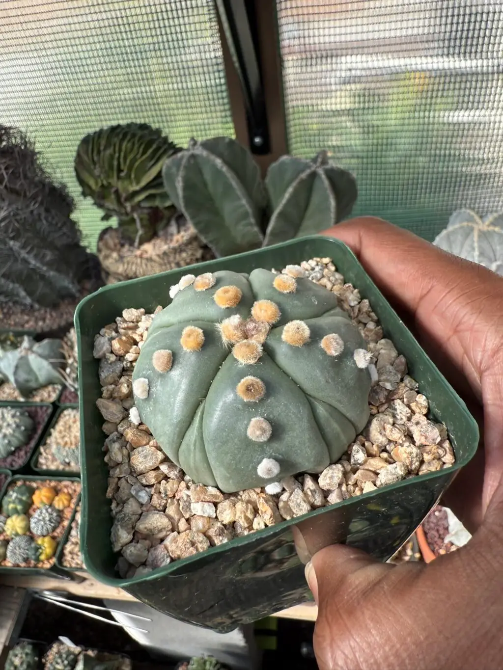 Astrophytum asterias cv. Fukuryu Ooibo - Image 3