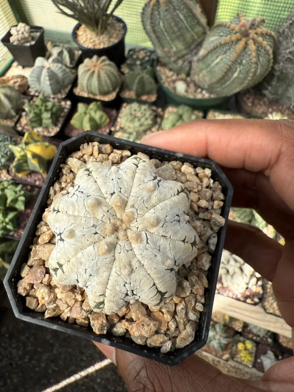 Astrophytum asterias cv. Superkabuto Star Type Snow