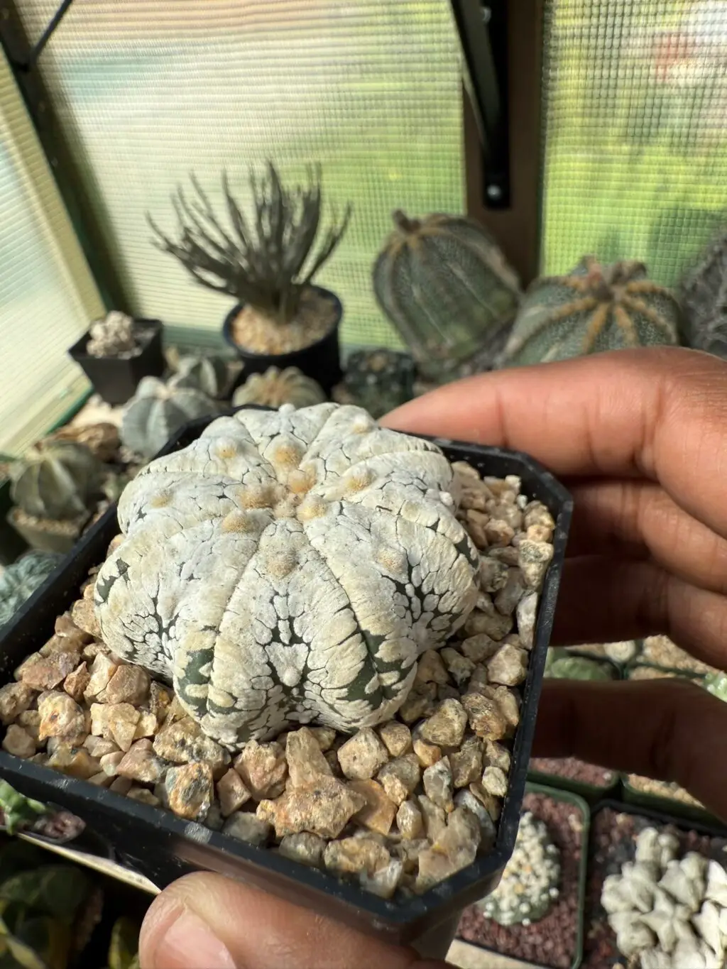 Astrophytum asterias cv. Superkabuto Star Type Snow - Image 3