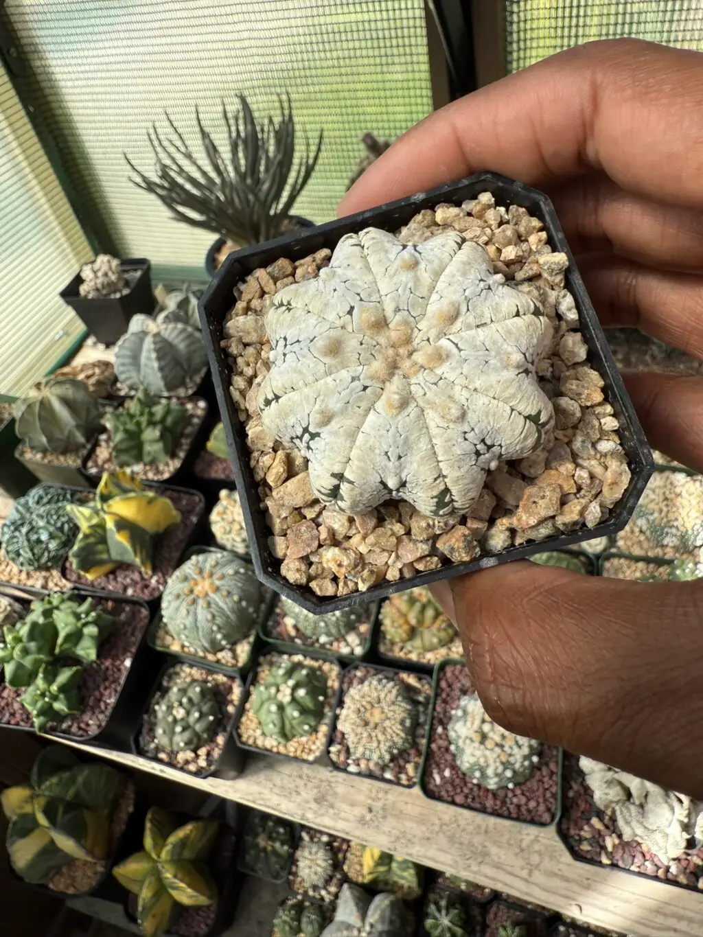 Astrophytum asterias cv. Superkabuto Star Type Snow - Image 2