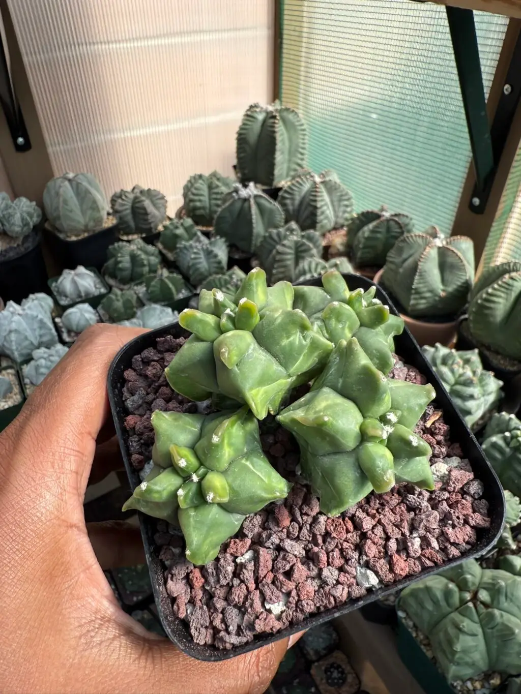 Astrophytum myriostigma cv. Kikko Cluster