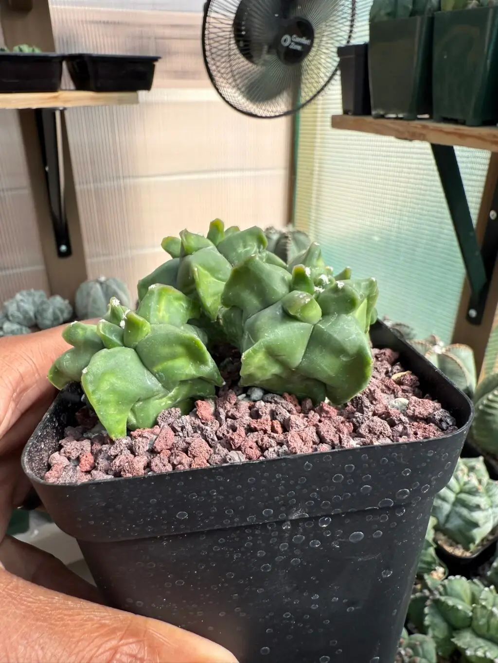 Astrophytum myriostigma cv. Kikko Cluster - Image 2