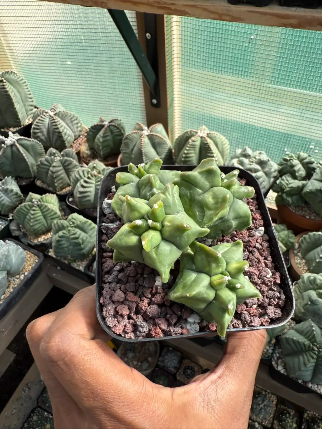 Astrophytum myriostigma cv. Kikko Cluster - Image 3