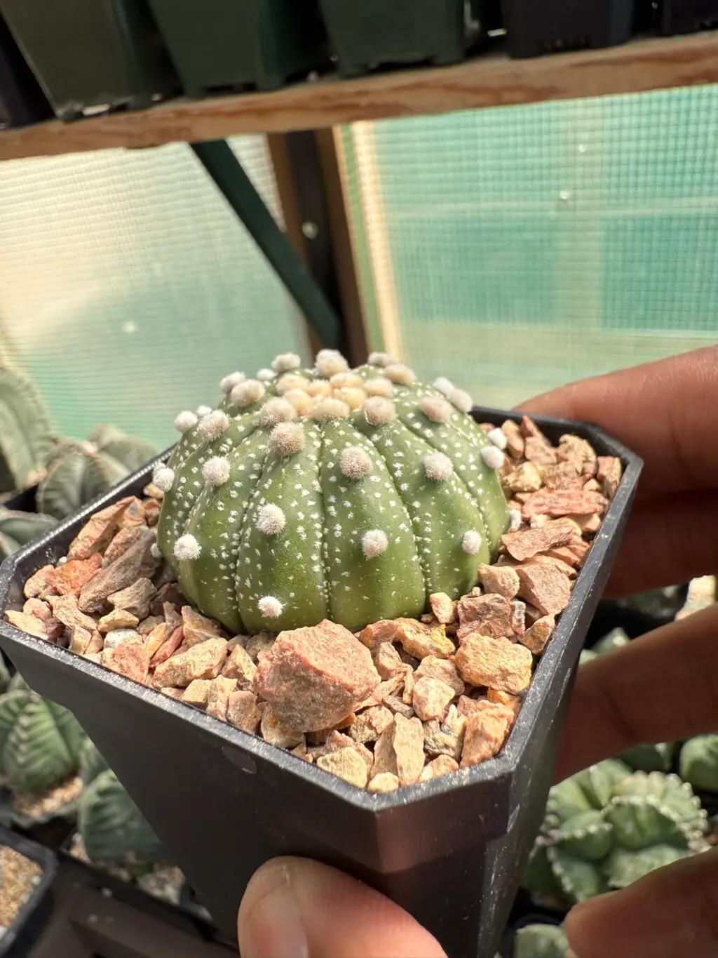 Astrophytum asterias 13 rib - Image 2