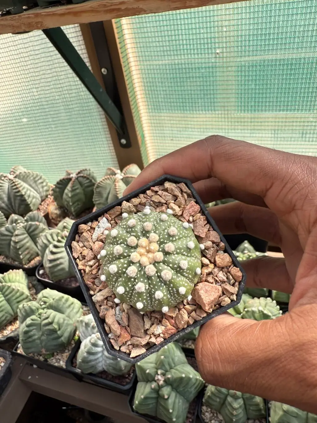 Astrophytum asterias 13 rib