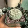 Astrophytum asterias cv. Hanazono