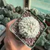 Astrophytum asterias cv. Hanazono - Image 3