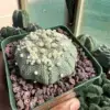 Astrophytum asterias cv. Hanazono - Image 2