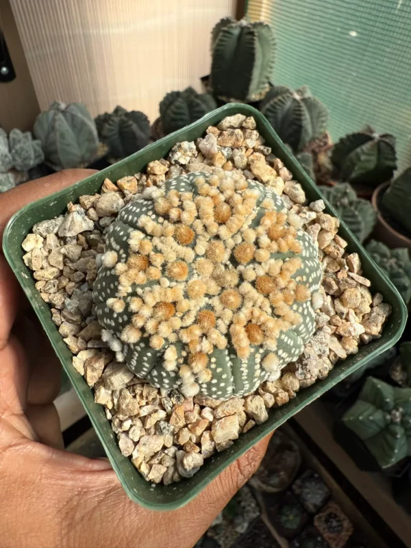 Astrophytum asterias cv. Hanazono