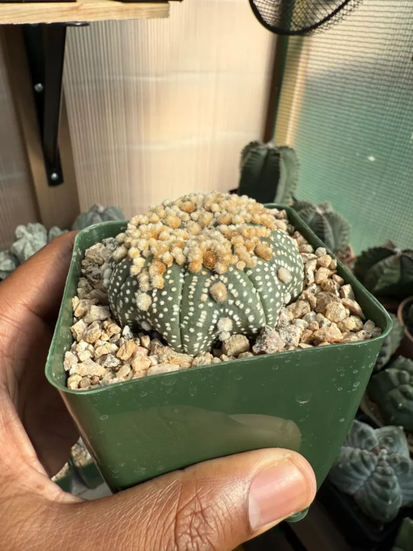 Astrophytum asterias cv. Hanazono - Image 3