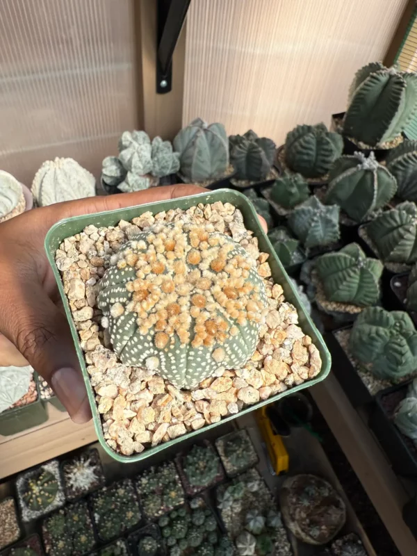 Astrophytum asterias cv. Hanazono - Image 2