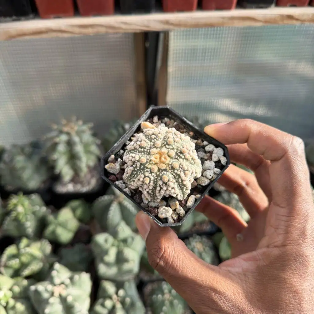 Astrophytum asterias Hanazono