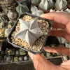 Astrophytum coahuilense