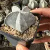 Astrophytum coahuilense - Image 3
