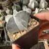 Astrophytum coahuilense - Image 2