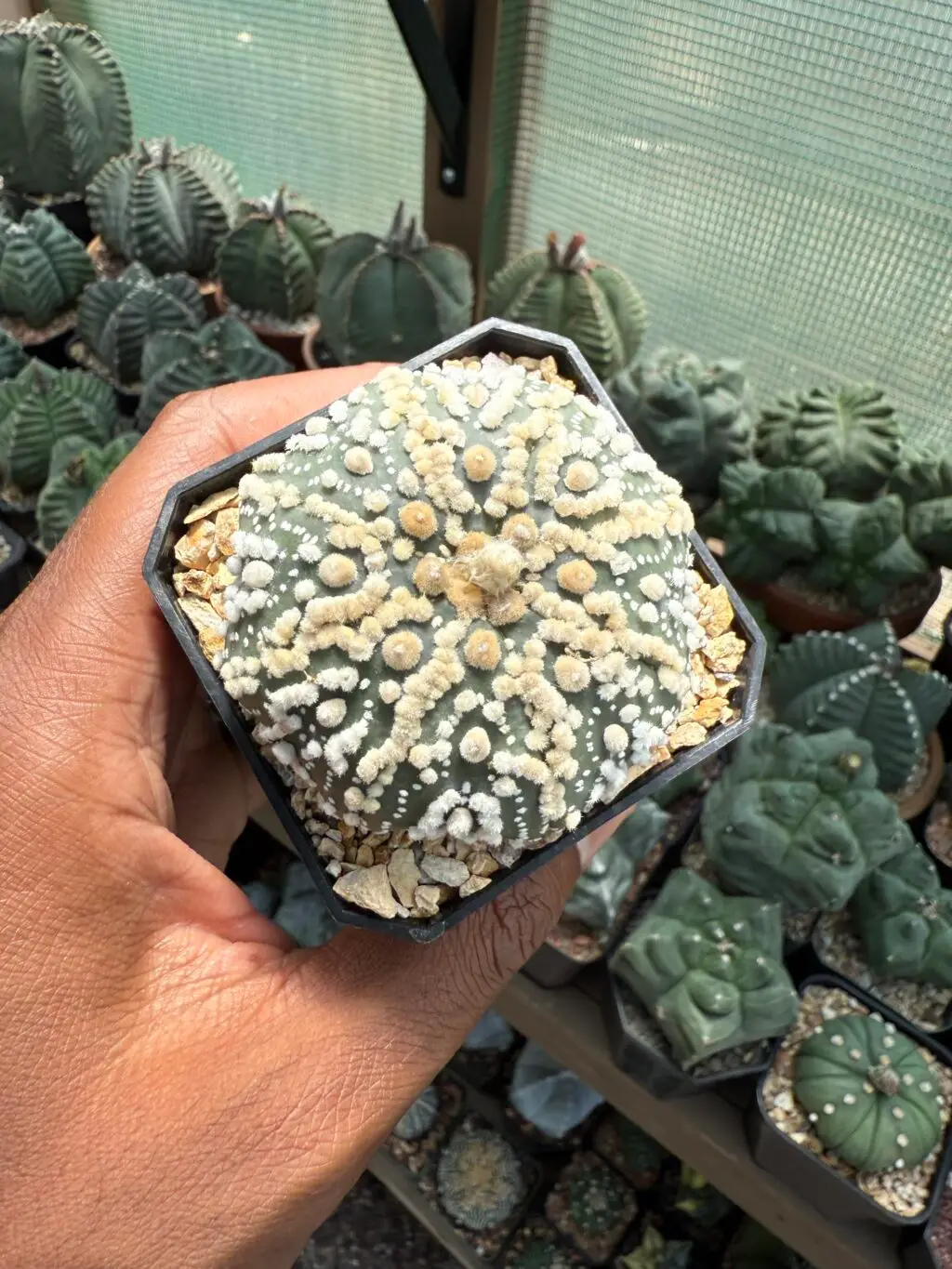 Astrophytum asterias cv. Hanazono - Image 3