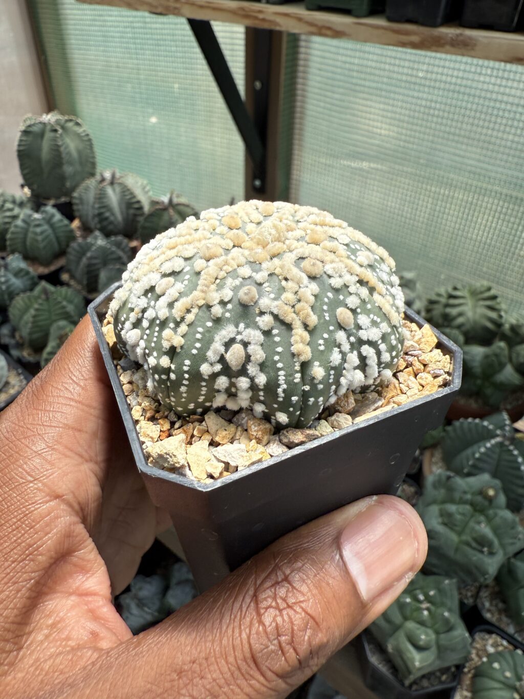 Astrophytum asterias cv. Hanazono - Image 2