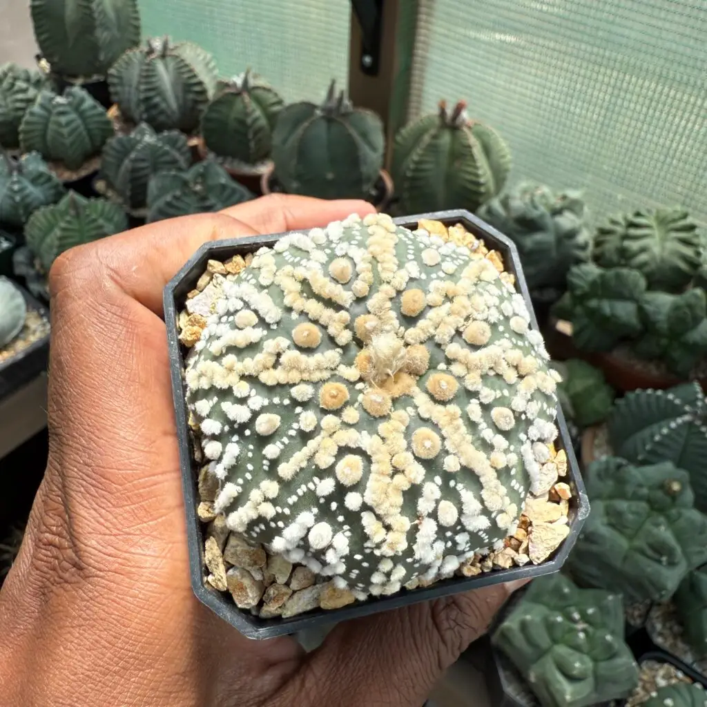 Astrophytum asterias cv. Hanazono