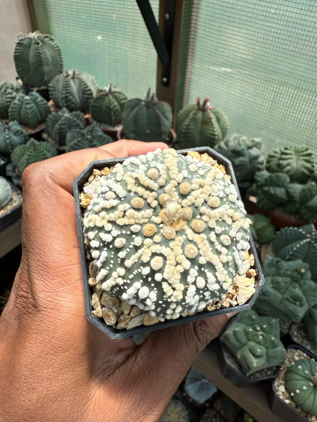 Astrophytum asterias cv. Hanazono