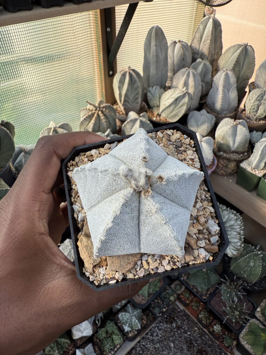 Astrophytum coahuilense