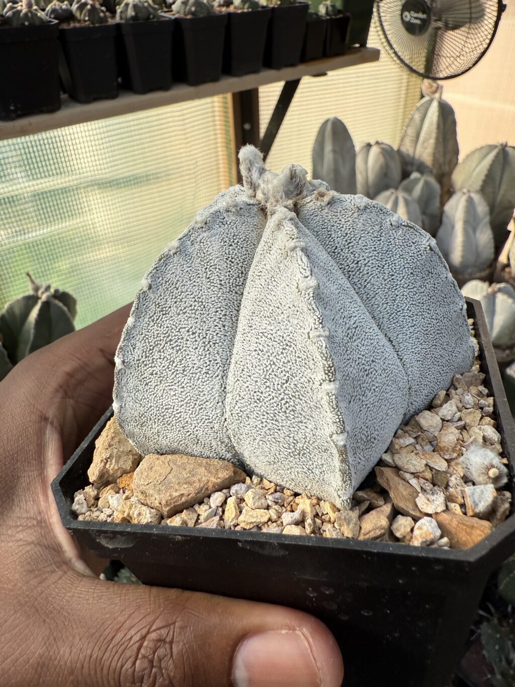 Astrophytum coahuilense - Image 2