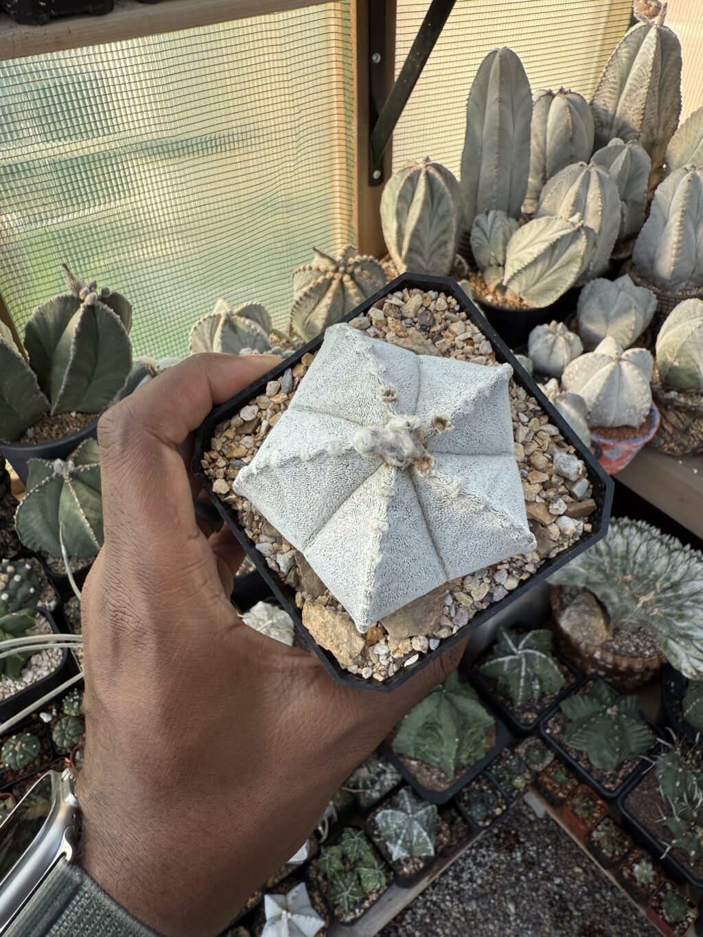 Astrophytum coahuilense - Image 4