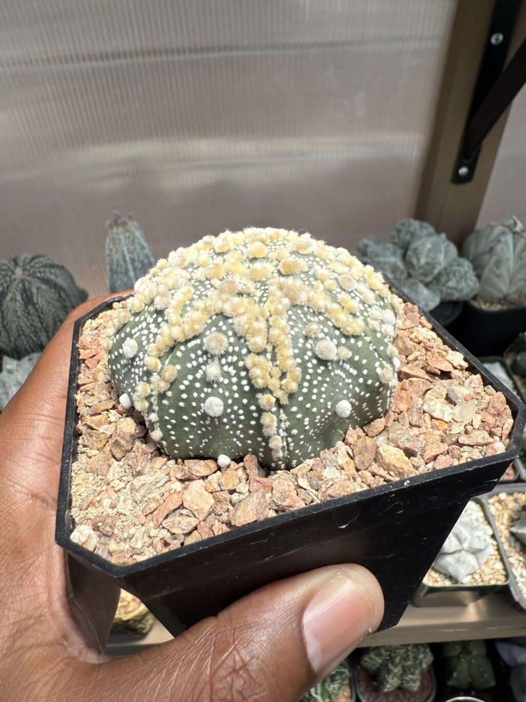 Astrophytum asterias cv. Hanazono - Image 2
