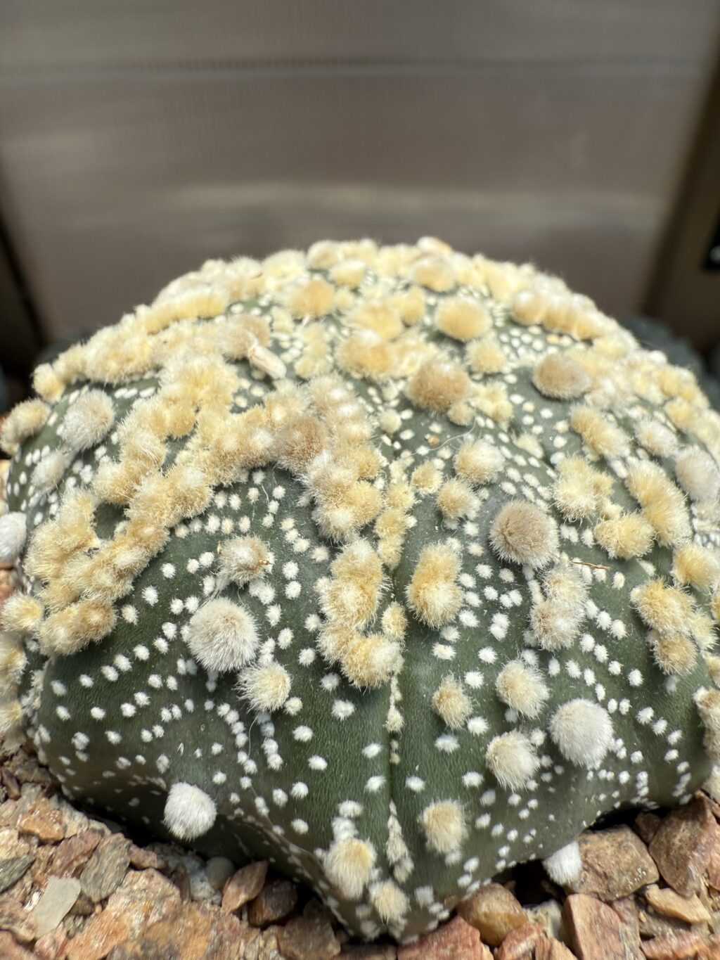 Astrophytum asterias cv. Hanazono - Image 3