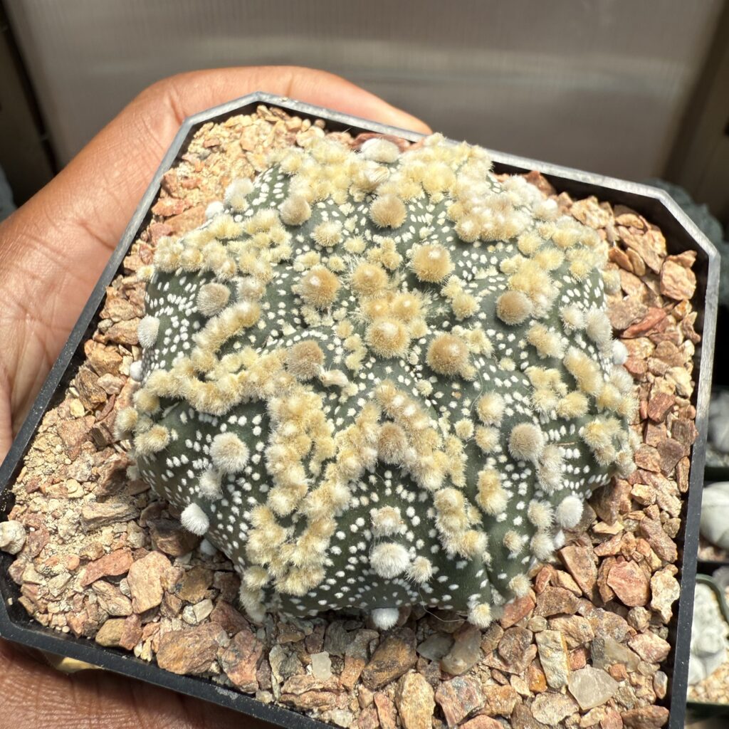 Astrophytum asterias cv. Hanazono