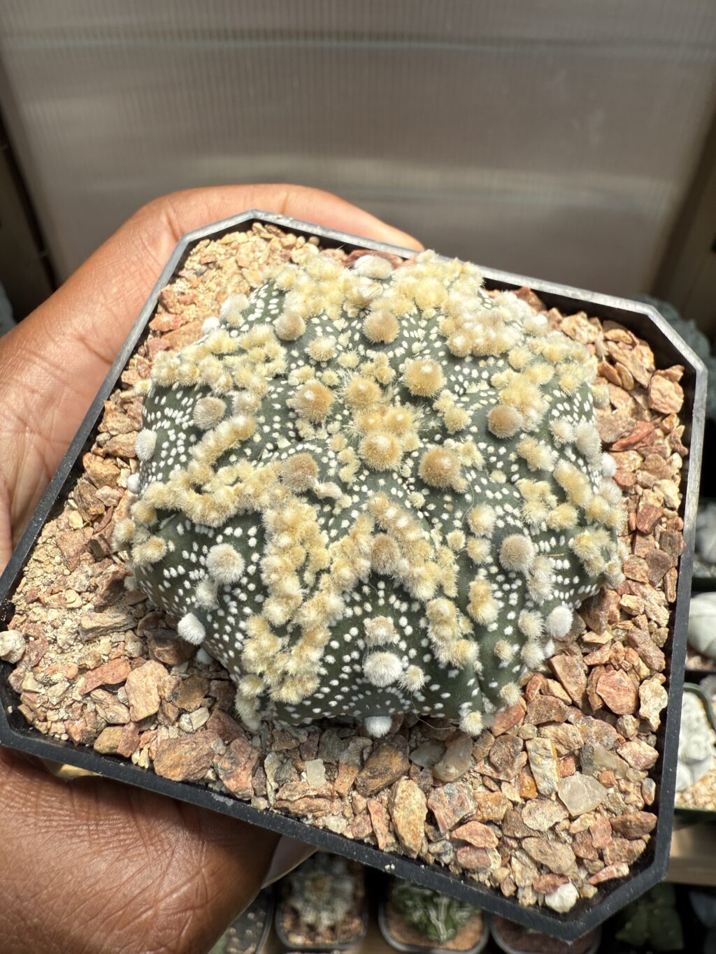 Astrophytum asterias cv. Hanazono