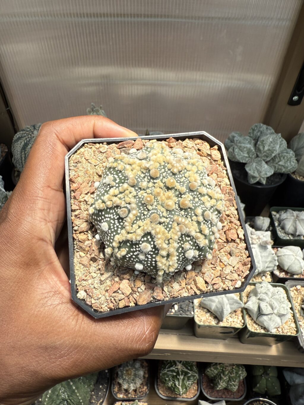 Astrophytum asterias cv. Hanazono - Image 4
