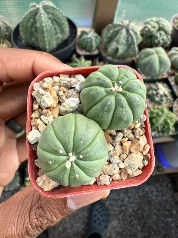 Astrophytum asterias Bundle