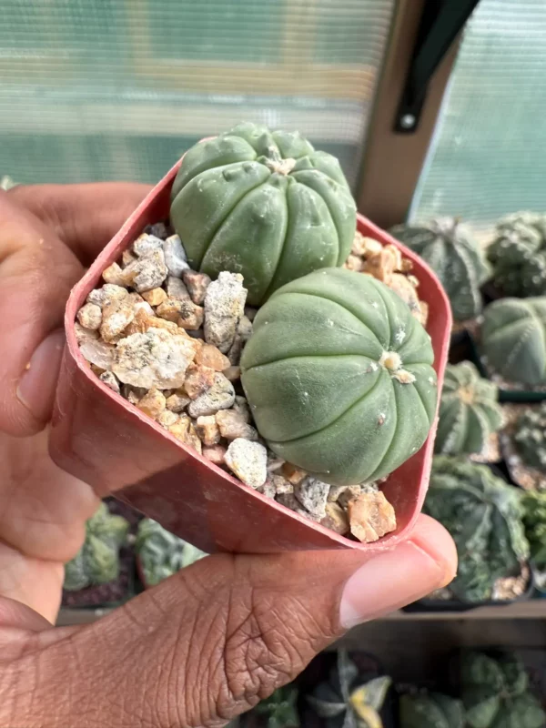 Astrophytum asterias Bundle - Image 2