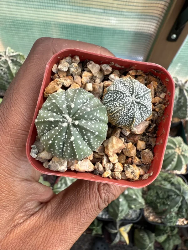 Astrophytum asterias x coahuilense bundle