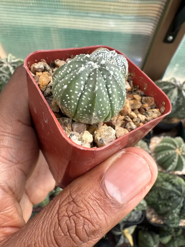 Astrophytum asterias x coahuilense bundle - Image 2