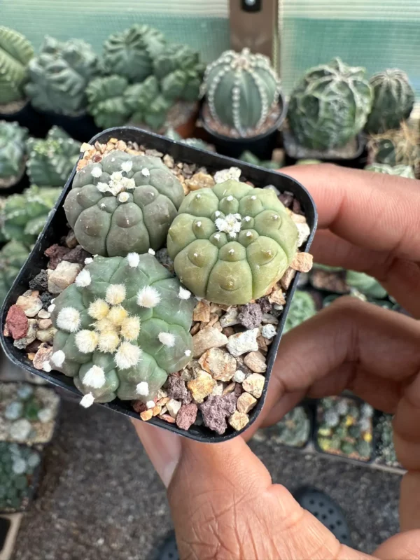 Astrophytum asterias cv. Kikko Bundle