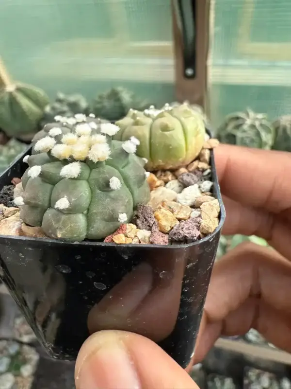 Astrophytum asterias cv. Kikko Bundle - Image 3