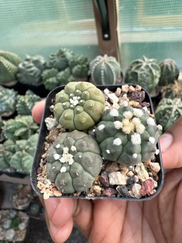 Astrophytum asterias cv. Kikko Bundle - Image 2